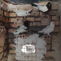 چند عدد کفتر گرفتنی