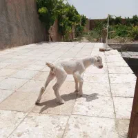 فروش بزغاله