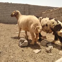 قوچ بره گاو گوسفندگاومیش بز|حیوانات مزرعه|اهواز, منازل کارون|دیوار