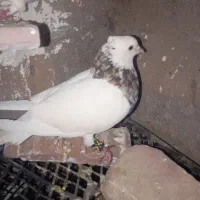فروشی معاوضه با پلاکی