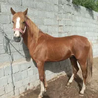 اسب کره نریان