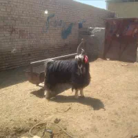 یک راس نربز خلج چاق(میش بره بز)