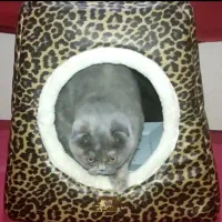 بچه گربه چهار ماهه اسکاتیش فولد