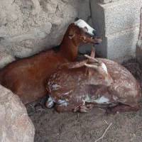 دو عدد بز ماده