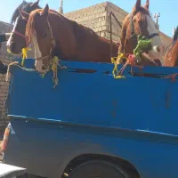 خرید فروش اسب پالونی سواری