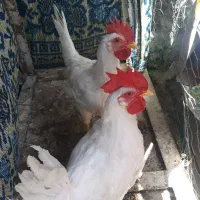 ۲عدد خروس گوشتی مناسب برای قربانی
