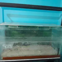 آکواریوم|ماهی|رشت, کوی امام رضا|دیوار