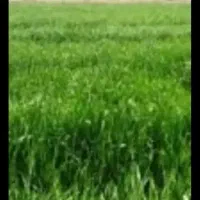 زمین-کشاورزی-2هزار-500متر
