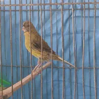 قناری ماده آماده اماده
