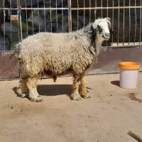 قوچ ۴ شاخ و قوچ ترکی روزگاری