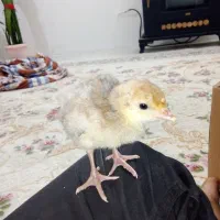 جوجه بوقلمون