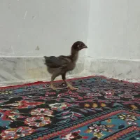 جوجه لاری اصیل