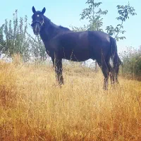 اسب آخته عمر ۸ ساله