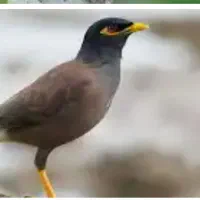 مرغ مینا معاوضه با مرغ یاجوجه مرغ