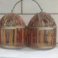 کبوتر پر نده