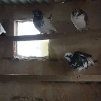 کفتر|پرنده|بیلوار, |دیوار