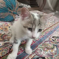 بچه گربه باهوش
