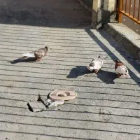 کفتر کبوتر رنگی ماده