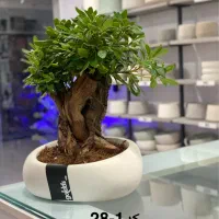 فروش انواع بنسای و گیاه کادویی و هدیه