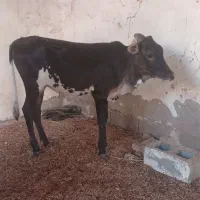 گوساله