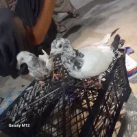 فروش کبوتر یه دونه طوق بدونه مریضی