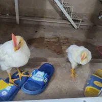 جوجه خروس