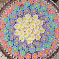 انواع شمع مارگاریت یا بابونه