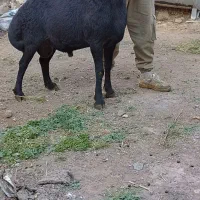 فروش قوچ قره قزل اصل