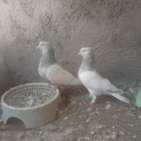 کله ای طوقی سبز