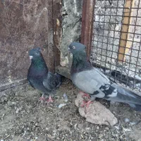 سبزکلایی