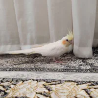 عروس هلندی ماده بالغ