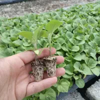 گوجه بادمجان  فلفل خیار موجود است