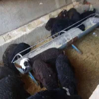 میش و بره نقد و معاوضه