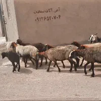 میش شال جوان