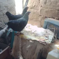 مرغ خروس محلی