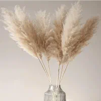 فروش گل خشک پامپاس عمده