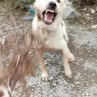 سگ آلابای یک ساله نگهبان سفت بشرت