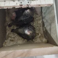 جوجه عروس هلندی