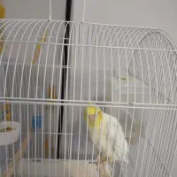 واگذاری عروس هلندی سخنگو