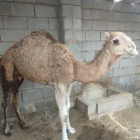 شتر|حیوانات مزرعه|بندرعباس, |دیوار
