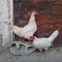 مرغ تخمگذار