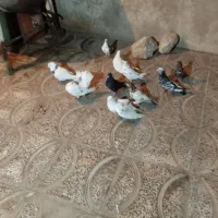 کفتر