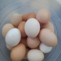 تخم مرغ محلی نطفه دار
