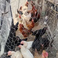 مرغ و خروس سفید مشکی برا قربانی وغاز اردک