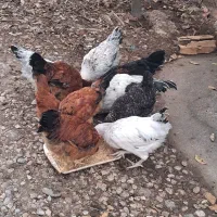 فروش ۱۰عدد مرغ وخروس نیمچه