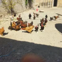 مرغ جوان ومحلی درمرند