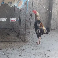 جوجه لاری