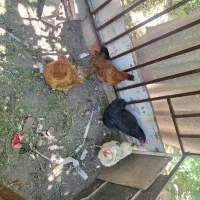مرغ تخمگذار