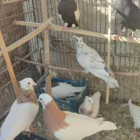 شیش عدد کبوتر درجه یک