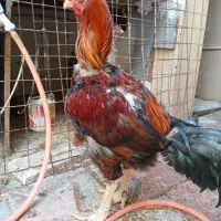 خروس لاری